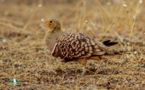 Tankwa Karoo birding tours