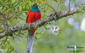 Kruger National Park birding tours