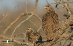 Johannesburg birding tours