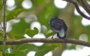 Pacific islands birding tours