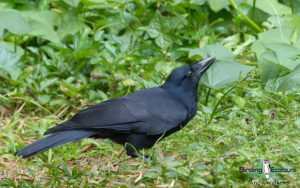 Pacific islands birding tours