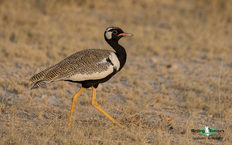 Johannesburg and Pretoria birding tours