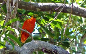 Pacific islands birding tours