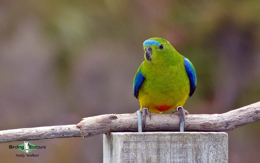Tasmanian birding tours