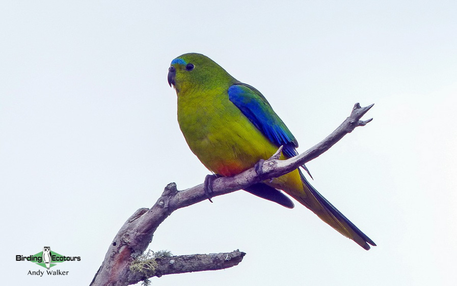 Tasmanian birding tours