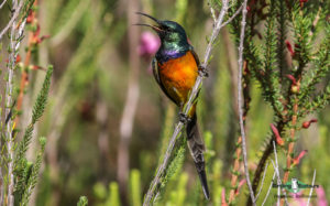 Cape Peninsula birding tours