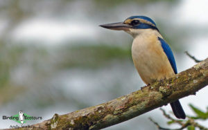 Pacific islands birding tours