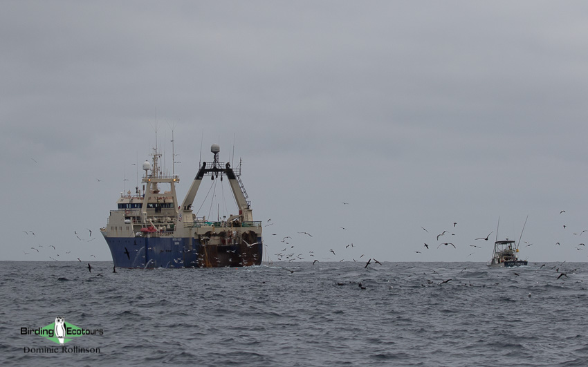 Cape Town pelagic trip