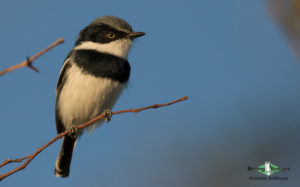 Tankwa Karoo birding tours