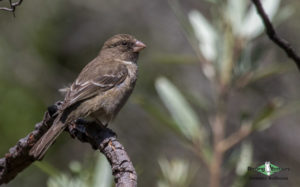 Tankwa Karoo birding tours