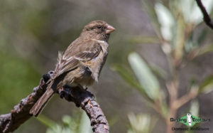 Cape Birding tours