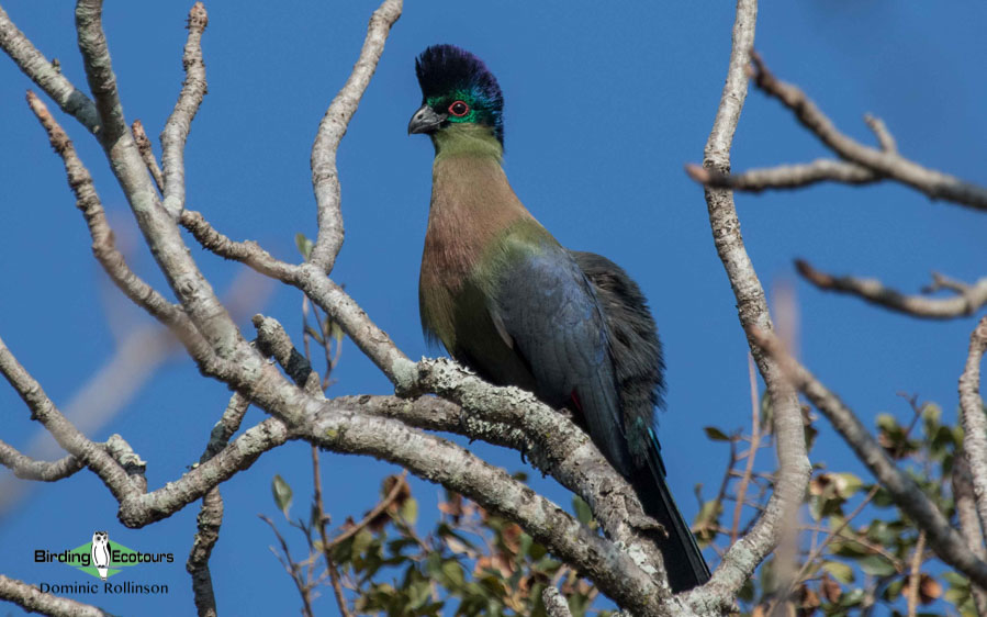 Durban birding tours