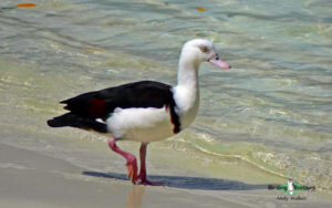 Papua New Guinea birding tours