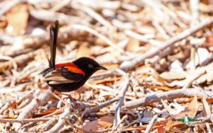 Outback birding tours
