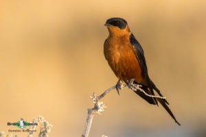 Johannesburg birding tours