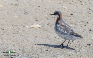 West coast birding trips