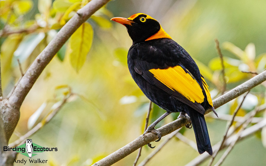 Outback birding tours