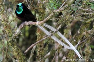 Papua New Guinea birding tours