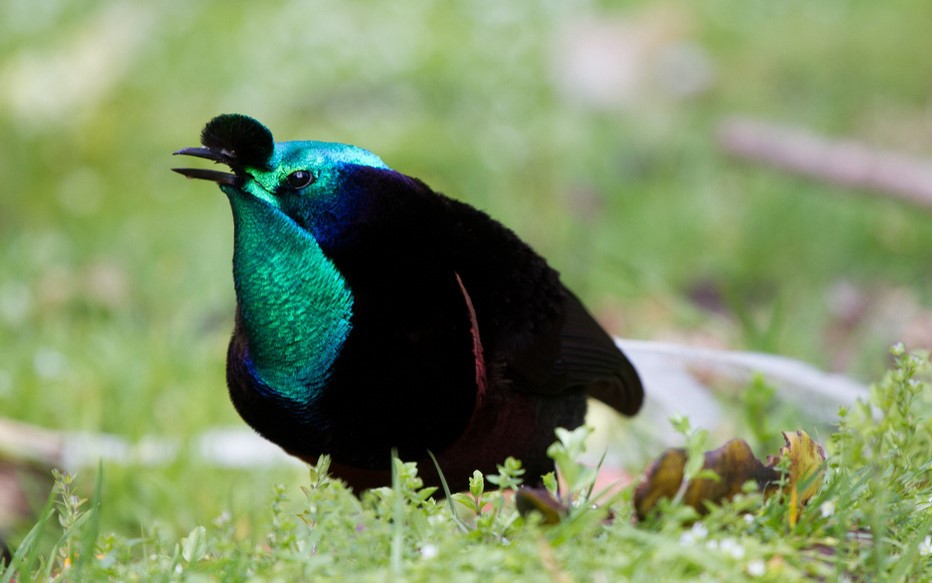 Papua New Guinea birding tours