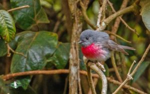 Outback birding tours