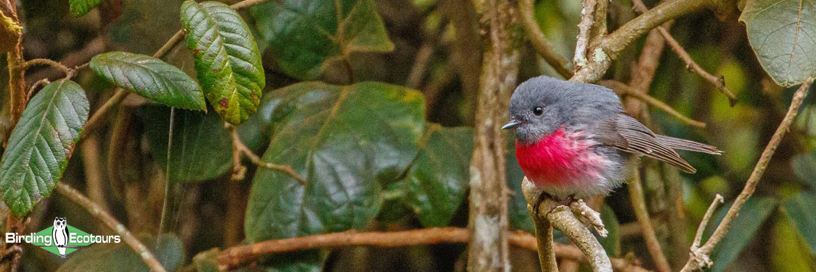Birding Tour Australia From The Outback To The Wet Tropics