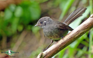 Pacific islands birding tours