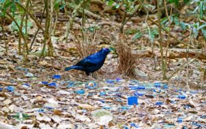 Outback birding tours
