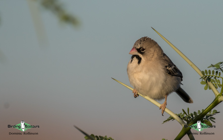 Johannesburg birding tours