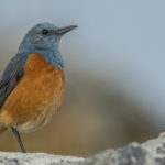 Birding tour Johannesburg