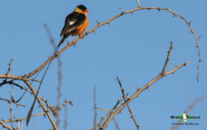 Johannesburg birding tours