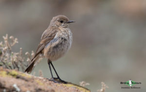 West coast birding trips