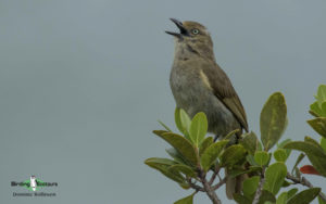 Durban birding tours