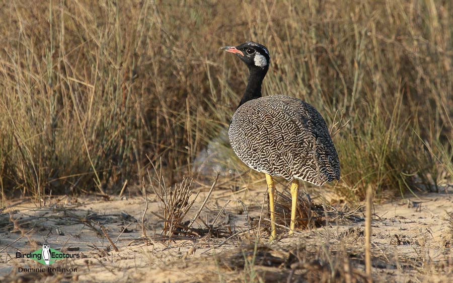 West coast birding trips