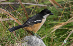 Garden route birding tours