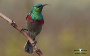 Garden route birding tours