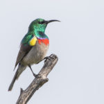 South Africa bird photo tour