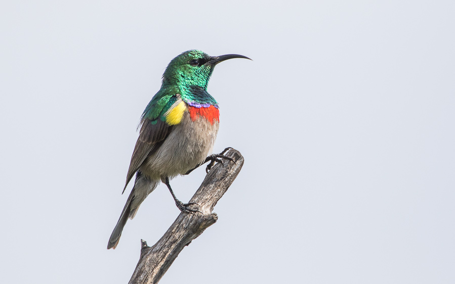 South Africa bird photo tour