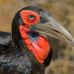 Kruger National Park birding tours