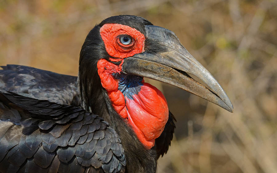 Kruger National Park birding tours