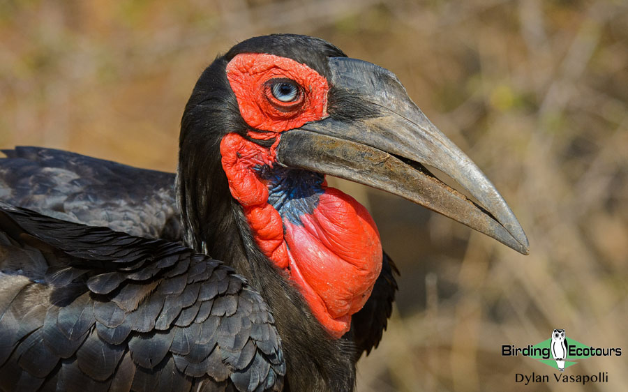Birding Tour South Africa: Kruger National Park and Escarpment