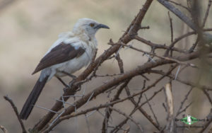 Johannesburg birding tours