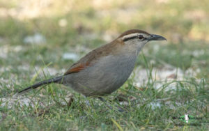 Agulhas Plains birding tours