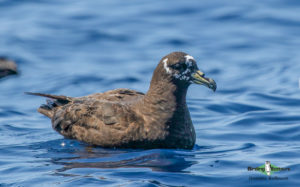 Cape Town pelagic trip