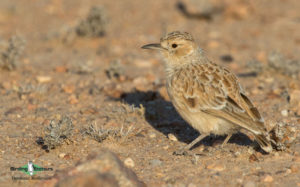 Northern Cape birding tours