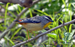 Tasmanian birding tours