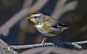 Tasmanian birding tours
