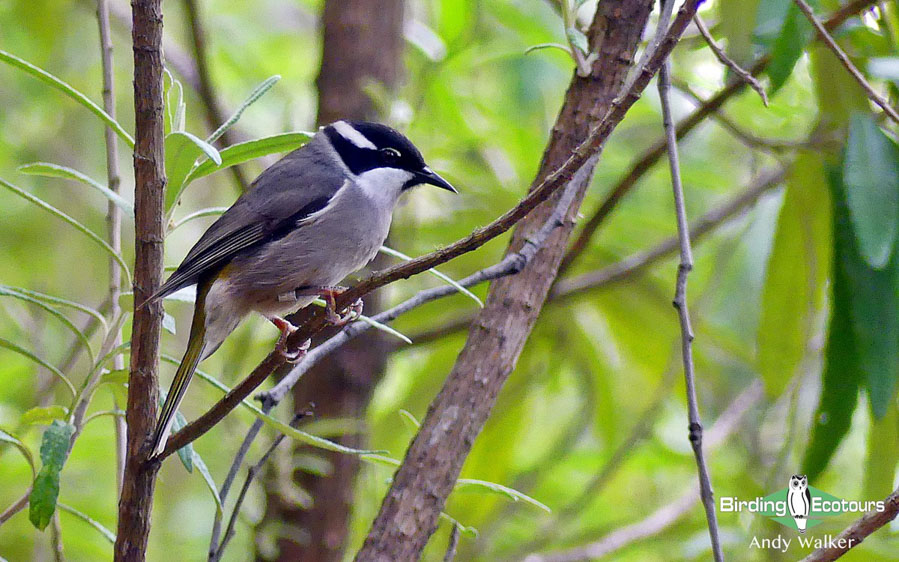 Tasmanian birding tours