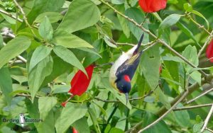 Pacific islands birding tours