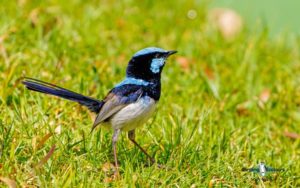 Outback birding tours