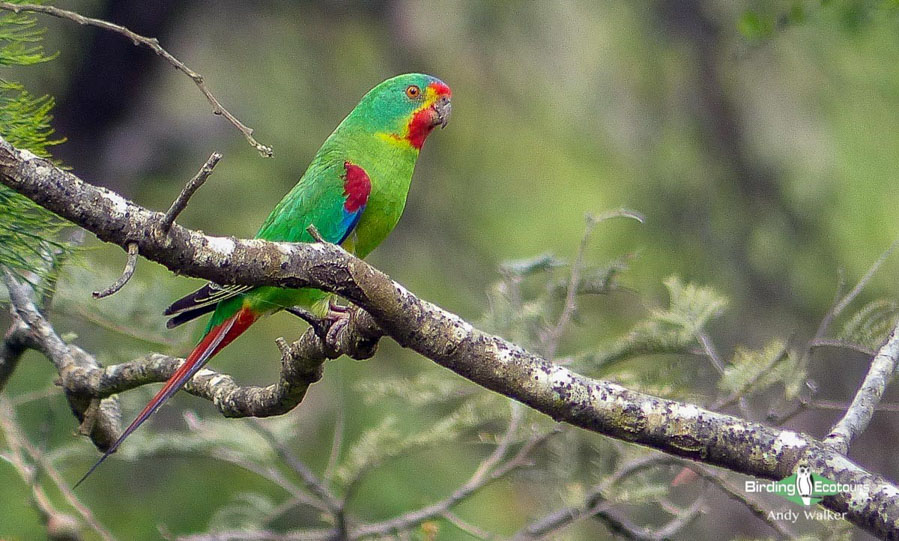 Tasmanian birding tours